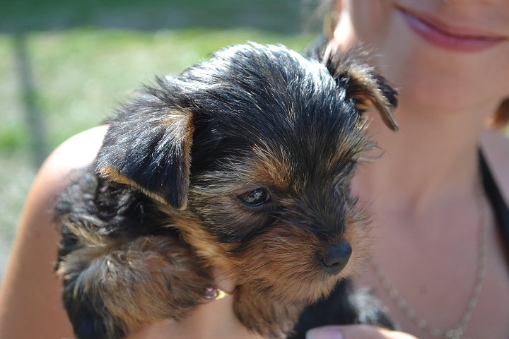 Bystřičská smeč 2012