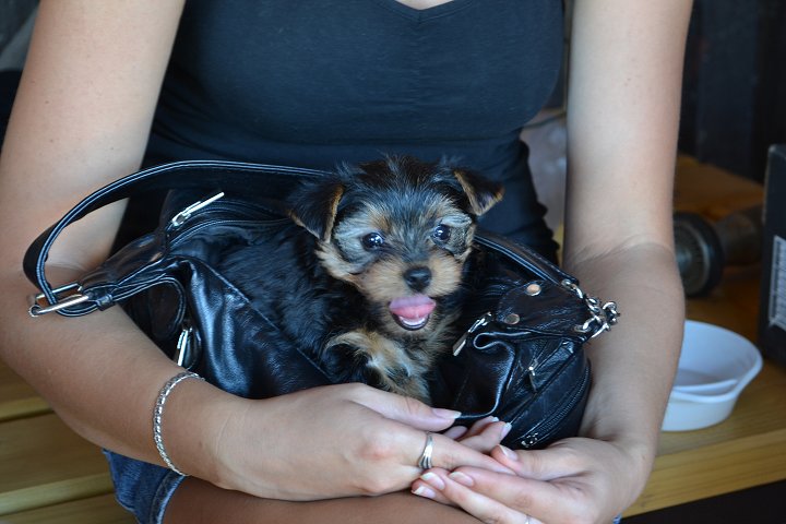 Bystřičská smeč 2012