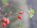 18TH-POLEDNIK-2019-11-24-2212