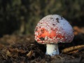 pASEKy-2019-10-20-1475